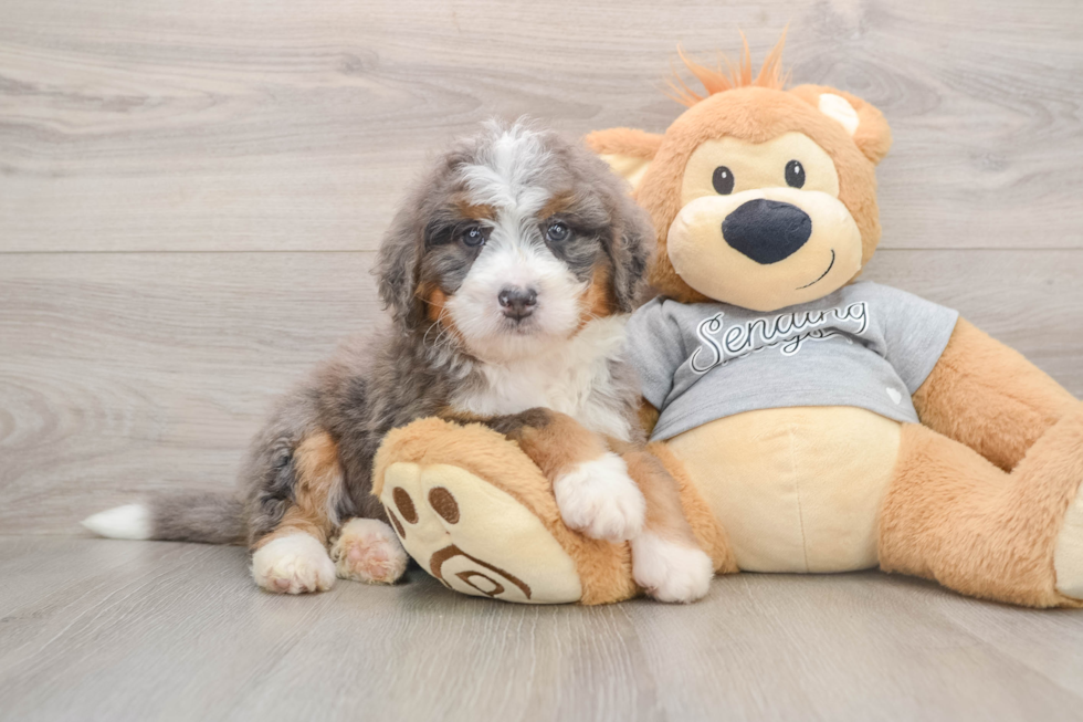 Best Mini Bernedoodle Baby