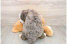 Mini Bernedoodle Pup Being Cute