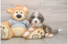 Best Mini Bernedoodle Baby