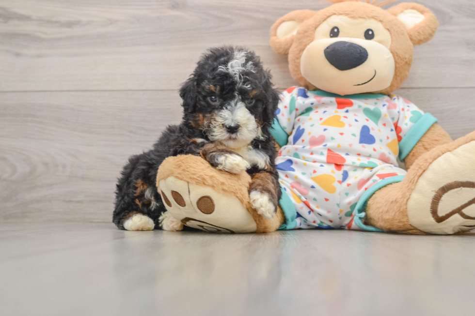 Best Mini Bernedoodle Baby