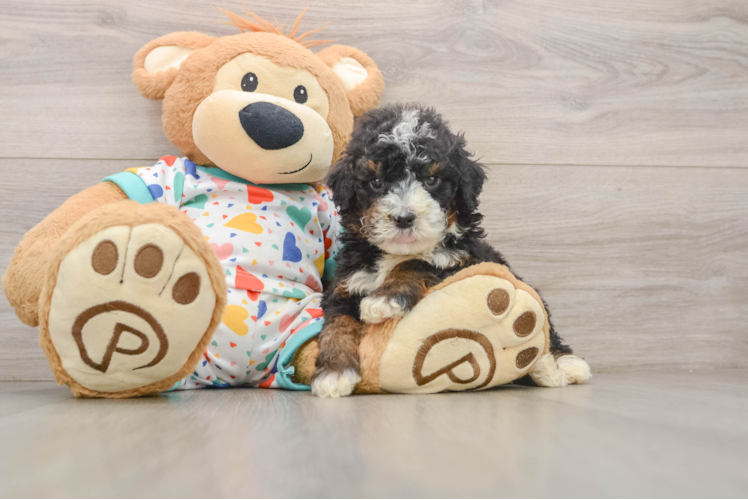 Smart Mini Bernedoodle Poodle Mix Pup