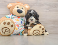 7 week old Mini Bernedoodle Puppy For Sale - Simply Southern Pups