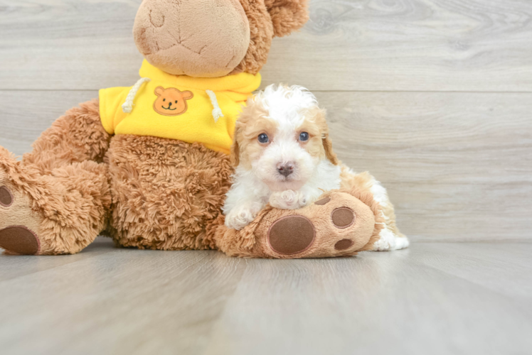 Mini Bernedoodle Pup Being Cute