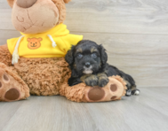 6 week old Mini Bernedoodle Puppy For Sale - Simply Southern Pups