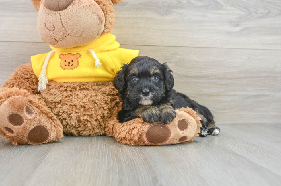 8 week old Mini Bernedoodle Puppy For Sale - Simply Southern Pups