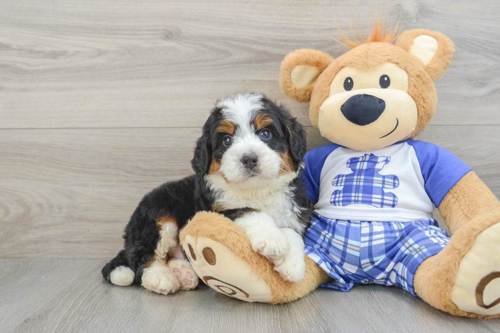 Happy Mini Bernedoodle Baby