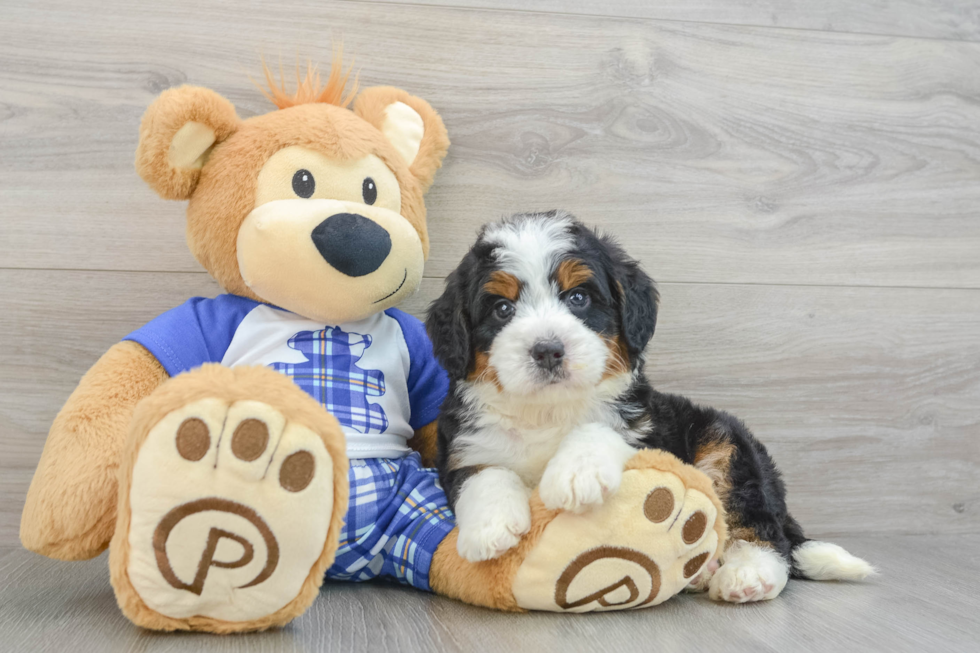 Best Mini Bernedoodle Baby