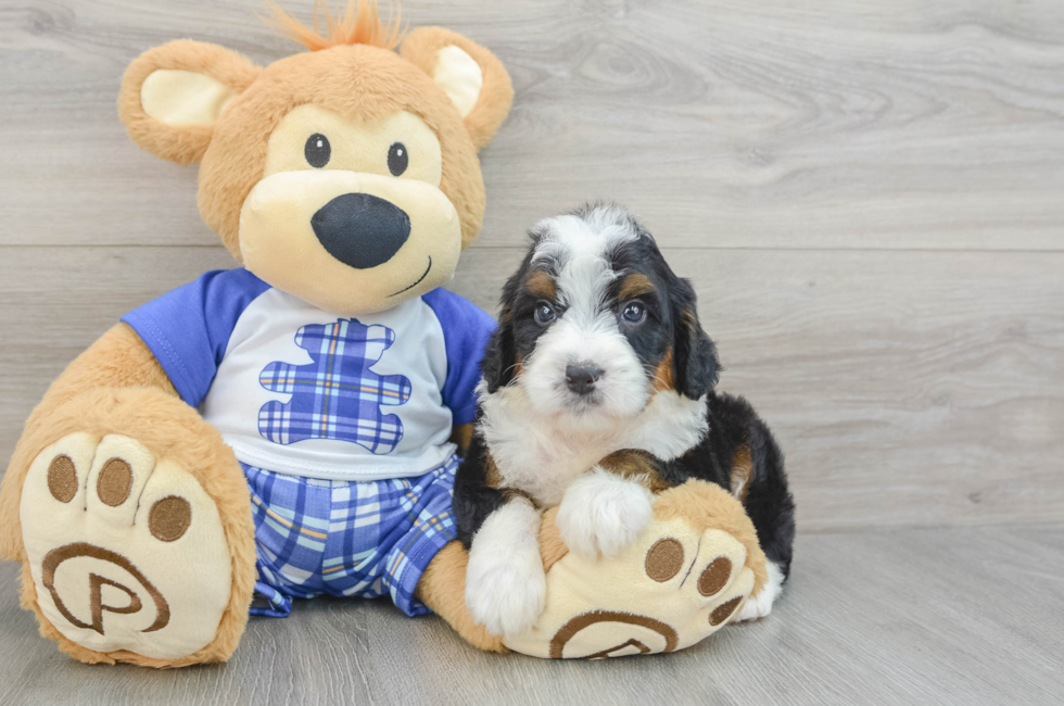 6 week old Mini Bernedoodle Puppy For Sale - Simply Southern Pups