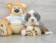 7 week old Mini Bernedoodle Puppy For Sale - Simply Southern Pups