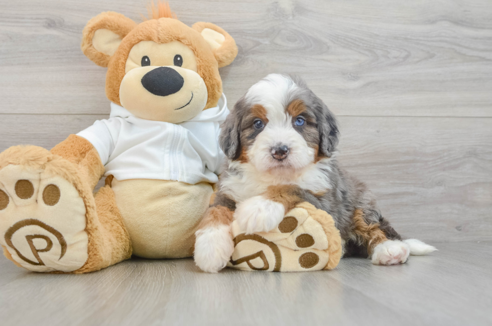7 week old Mini Bernedoodle Puppy For Sale - Simply Southern Pups