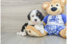 Adorable Mini Bernepoo Poodle Mix Puppy