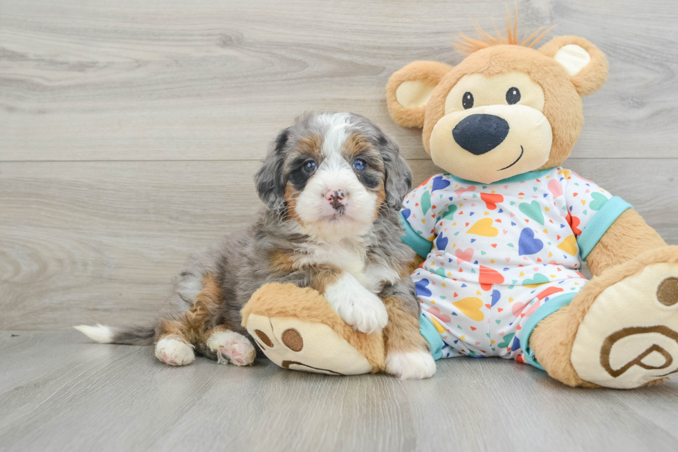 Mini Bernedoodle Pup Being Cute