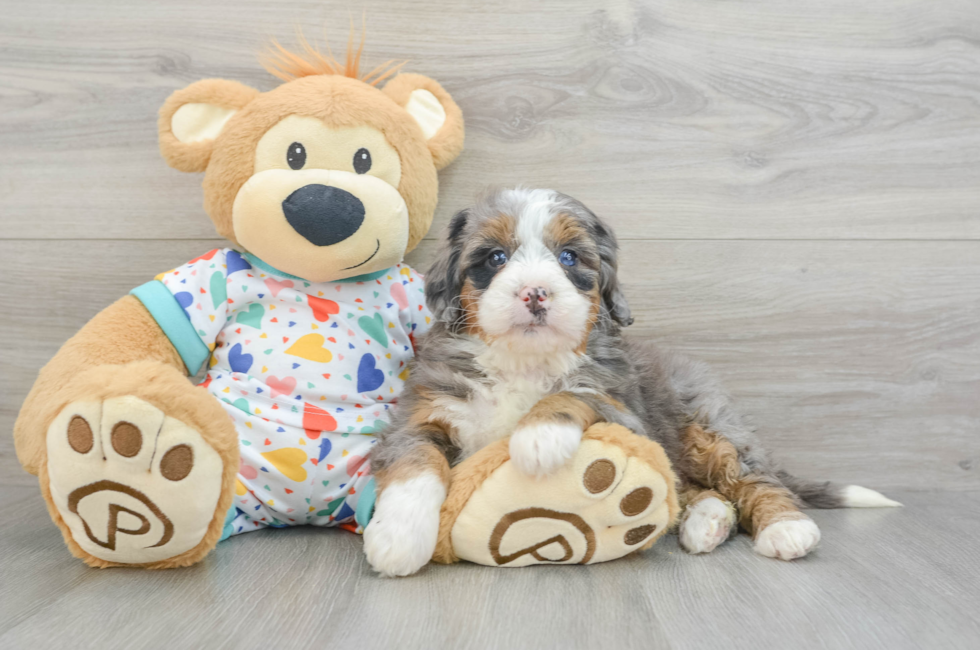 6 week old Mini Bernedoodle Puppy For Sale - Simply Southern Pups