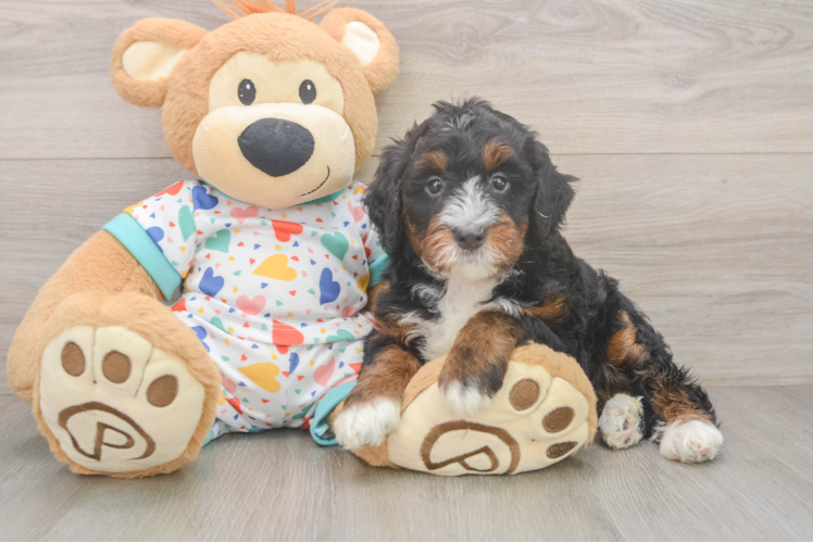 Best Mini Bernedoodle Baby