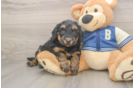Playful Mini Berniedoodle Poodle Mix Puppy