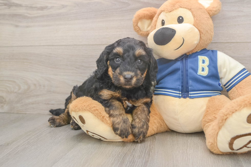 Playful Mini Berniedoodle Poodle Mix Puppy