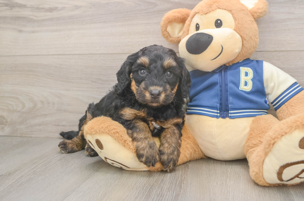 5 week old Mini Bernedoodle Puppy For Sale - Simply Southern Pups