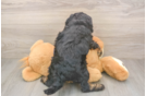 Small Mini Bernedoodle Baby