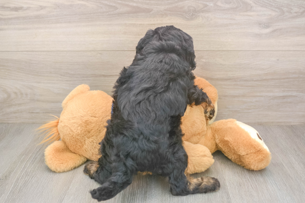Small Mini Bernedoodle Baby