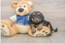 Popular Mini Bernedoodle Poodle Mix Pup