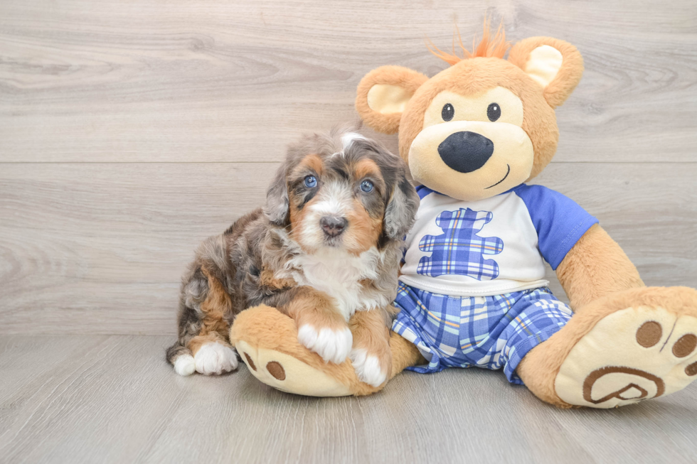 Energetic Mini Bernese Poodle Poodle Mix Puppy
