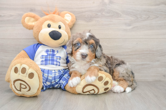 Mini Bernedoodle Pup Being Cute