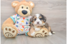 Sweet Mini Bernedoodle Baby