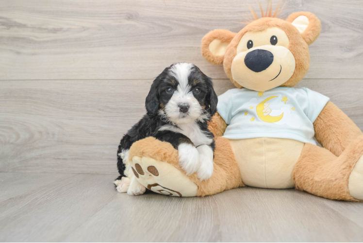 Sweet Mini Bernedoodle Baby