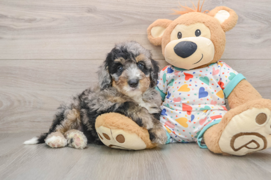 Little Mini Bernese Poodle Poodle Mix Puppy