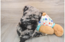 Best Mini Bernedoodle Baby
