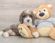8 week old Mini Bernedoodle Puppy For Sale - Simply Southern Pups
