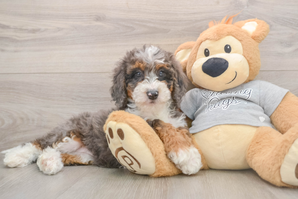 Mini Bernedoodle Puppy for Adoption