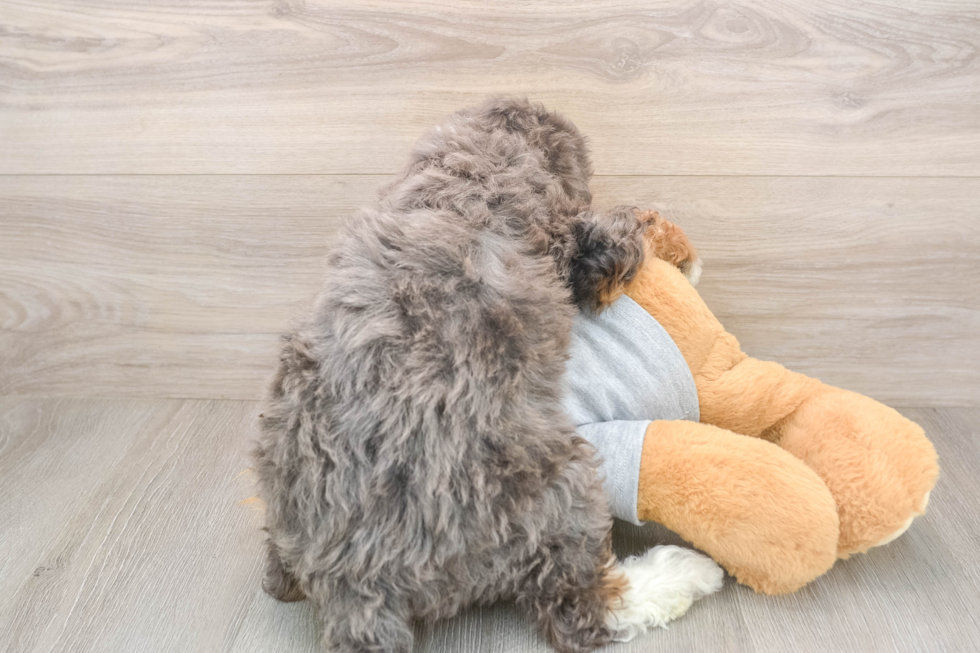 Happy Mini Bernedoodle Baby