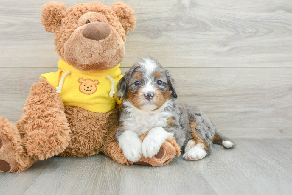 Mini Bernedoodle Pup Being Cute