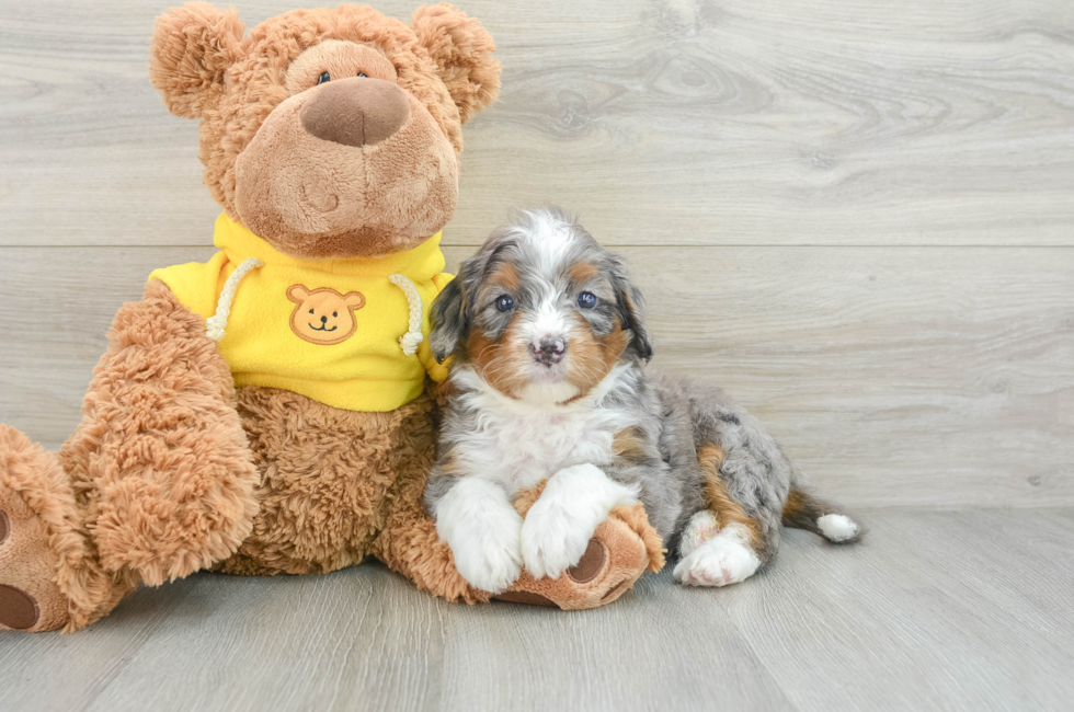 5 week old Mini Bernedoodle Puppy For Sale - Simply Southern Pups