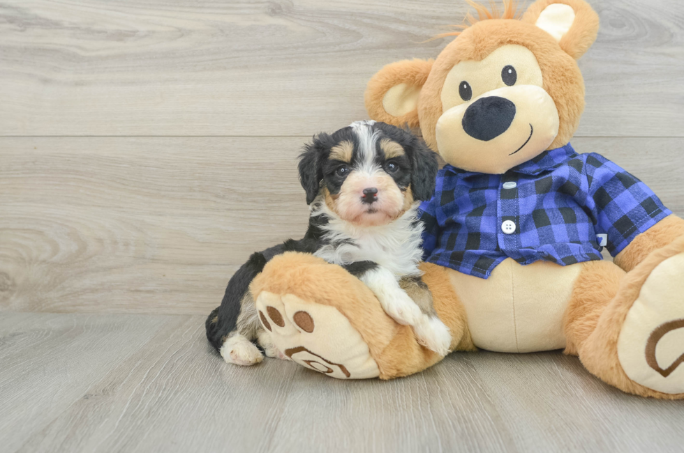 5 week old Mini Bernedoodle Puppy For Sale - Simply Southern Pups