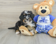 7 week old Mini Bernedoodle Puppy For Sale - Simply Southern Pups