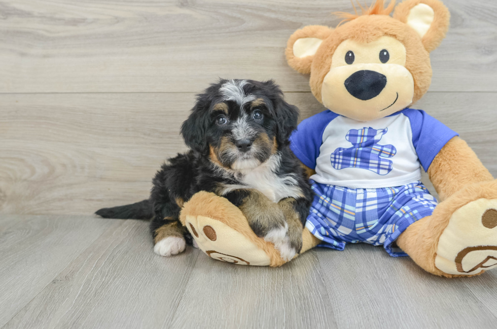 6 week old Mini Bernedoodle Puppy For Sale - Simply Southern Pups