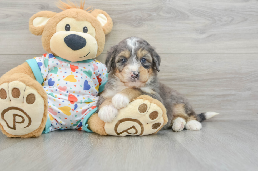 6 week old Mini Bernedoodle Puppy For Sale - Simply Southern Pups