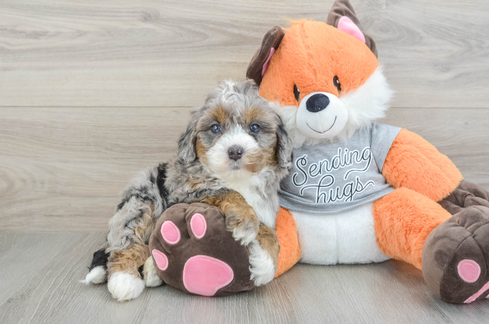 6 week old Mini Bernedoodle Puppy For Sale - Simply Southern Pups