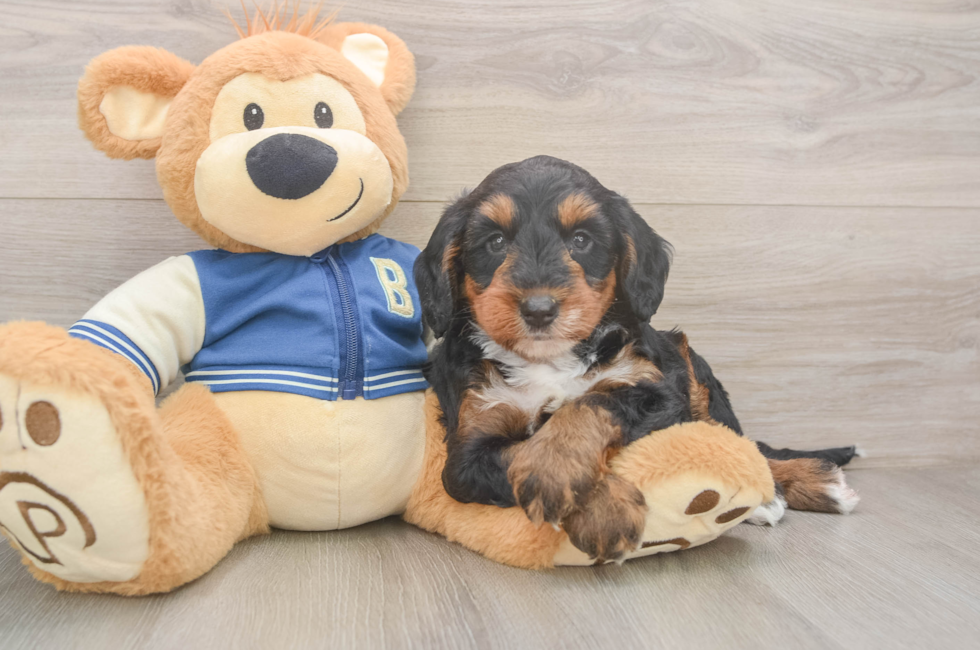 5 week old Mini Bernedoodle Puppy For Sale - Simply Southern Pups