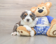 6 week old Mini Bernedoodle Puppy For Sale - Simply Southern Pups