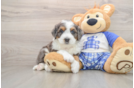 Mini Bernedoodle Puppy for Adoption