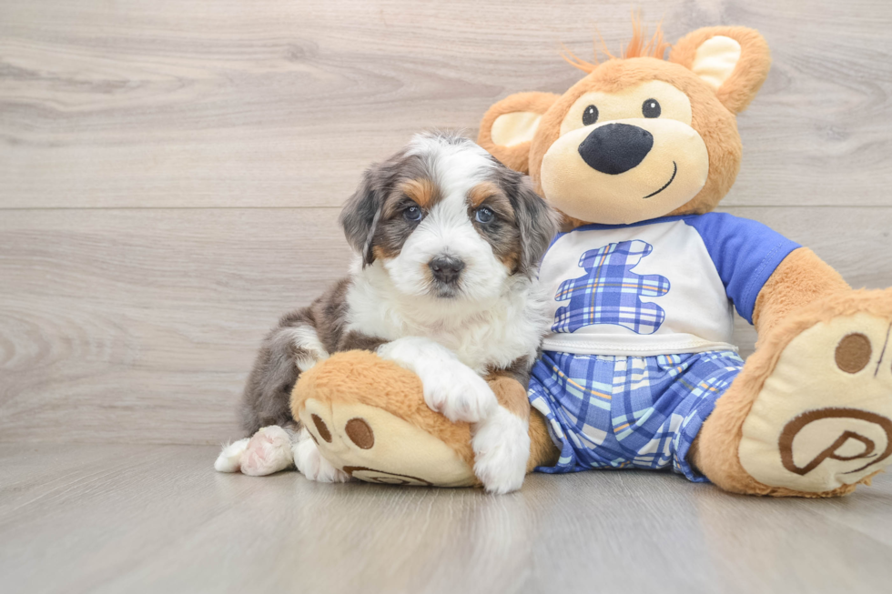 Mini Bernedoodle Puppy for Adoption