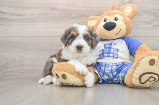 Mini Bernedoodle Puppy for Adoption