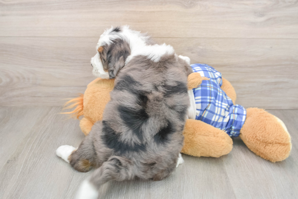 Mini Bernedoodle Puppy for Adoption