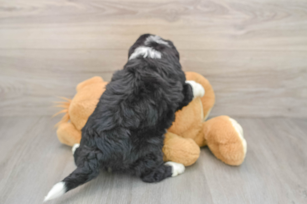 Little Mini Bernesepoo Poodle Mix Puppy