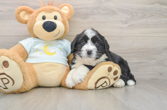Energetic Mini Bernesedoodle Poodle Mix Puppy