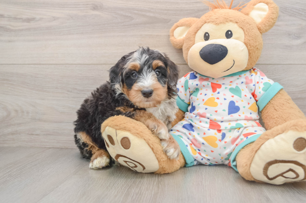 Mini Bernedoodle Pup Being Cute