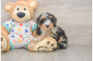 Mini Bernedoodle Puppy for Adoption